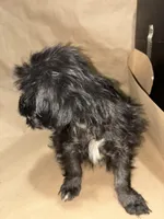 Midnight  Train, a male Poodle - Miniature  for sale in Wayne, PA – Photo 2 of 9