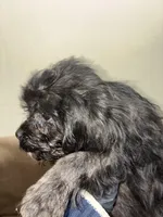 Midnight  Train, a male Poodle - Miniature  for sale in Wayne, PA – Photo 8 of 9