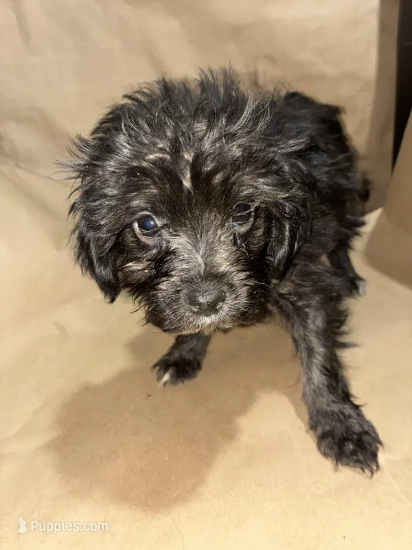 Midnight  Train – Poodle - Miniature  puppy for sale in Wayne, PA