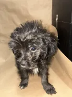 Midnight  Train, a male Poodle - Miniature  for sale in Wayne, PA – Photo 4 of 9