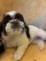 Smarty Pants , a male Shihpoo and Poodle - Miniature  for sale in Wayne, PA – 2 of 9