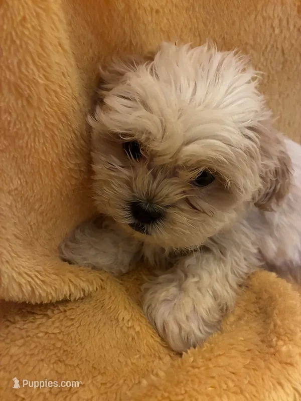 Teddy Bear  – Shih Tzu puppy for sale in Wayne, PA