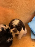 Smarty Pants , a male Shihpoo and Poodle - Miniature  for sale in Wayne, PA – 8 of 9