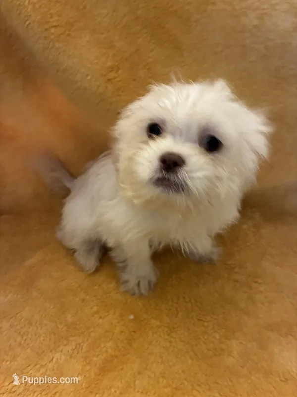Pretty Boy  – Shihpoo puppy for sale in Wayne, PA