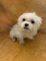 Pretty Boy , a male Shihpoo for sale in Wayne, PA – 1 of 8