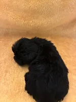 Dark Night , a male Shihpoo for sale in Wayne, PA – 6 of 10