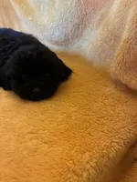 Dark Night , a male Shihpoo for sale in Wayne, PA – 2 of 10