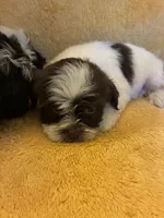 Smarty Pants , a male Shihpoo and Poodle - Miniature  for sale in Wayne, PA – 9 of 9