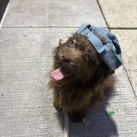 Romeo the Lover, a male Schnoodle and Poodle - Miniature  for sale in Wayne, PA – Photo 3 of 7