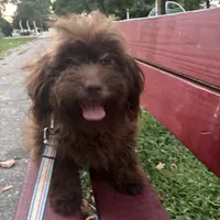 Romeo the Lover, a male Schnoodle and Poodle - Miniature  for sale in Wayne, PA – Photo 1 of 7