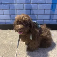 Romeo the Lover, a male Schnoodle and Poodle - Miniature  for sale in Wayne, PA – Photo 7 of 7
