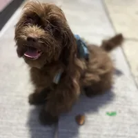 Romeo the Lover, a male Schnoodle and Poodle - Miniature  for sale in Wayne, PA – Photo 2 of 7