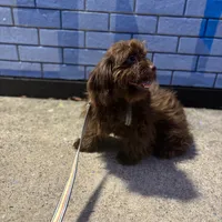 Romeo the Lover, a male Schnoodle and Poodle - Miniature  for sale in Wayne, PA – Photo 6 of 7