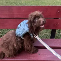Romeo the Lover, a male Schnoodle and Poodle - Miniature  for sale in Wayne, PA – Photo 4 of 7