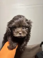 Sweet Thang, a female Miniature Schnauzer for sale in Wayne, PA – Photo 5 of 9