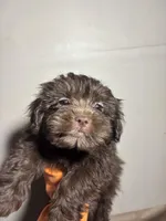 Sweet Thang, a female Miniature Schnauzer for sale in Wayne, PA – Photo 4 of 9