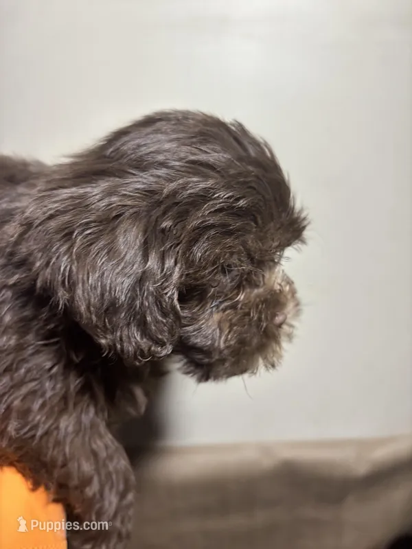 Sweet Thang, a female Miniature Schnauzer for sale in Wayne, PA – Photo 1 of 9