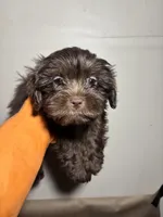 Sweet Thang, a female Miniature Schnauzer for sale in Wayne, PA – Photo 3 of 9