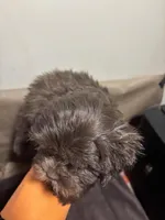 Sweet Thang, a female Miniature Schnauzer for sale in Wayne, PA – Photo 2 of 9