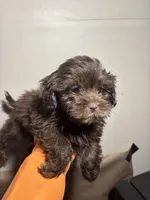 Sweet Thang, a female Miniature Schnauzer for sale in Wayne, PA – Photo 6 of 9