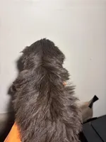 Sweet Thang, a female Miniature Schnauzer for sale in Wayne, PA – Photo 9 of 9