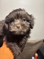 Sweet Thang, a female Miniature Schnauzer for sale in Wayne, PA – Photo 7 of 9