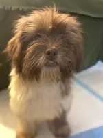 Yum Yum, a female Schnoodle and Poodle - Miniature  for sale in Wayne, PA – Photo 3 of 6