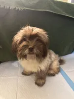 Yum Yum, a female Schnoodle and Poodle - Miniature  for sale in Wayne, PA – Photo 1 of 6