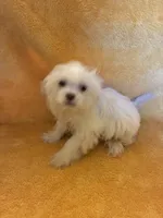 Pretty Boy , a male Shihpoo for sale in Wayne, PA – 6 of 8