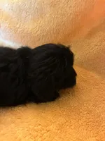 Dark Night , a male Shihpoo for sale in Wayne, PA – 7 of 10