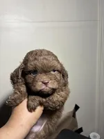 Fatso , a male Poodle - Miniature  for sale in Wayne, PA – Photo 1 of 5