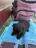 Dark Shadow , a female Poodle - Miniature  for sale in Wayne, PA – Photo 9 of 10