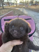 Dark Shadow , a female Poodle - Miniature  for sale in Wayne, PA – Photo 1 of 10