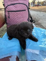 Dark Shadow , a female Poodle - Miniature  for sale in Wayne, PA – Photo 2 of 10