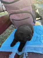 Dark Shadow , a female Poodle - Miniature  for sale in Wayne, PA – Photo 6 of 10