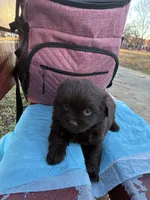 Dark Shadow , a female Poodle - Miniature  for sale in Wayne, PA – Photo 4 of 10