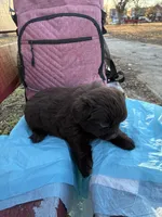 Dark Shadow , a female Poodle - Miniature  for sale in Wayne, PA – Photo 3 of 10