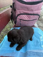 Dark Shadow , a female Poodle - Miniature  for sale in Wayne, PA – Photo 7 of 10