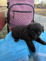 Dark Shadow , a female Poodle - Miniature  for sale in Wayne, PA – Photo 8 of 10