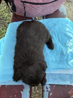 Dark Shadow , a female Poodle - Miniature  for sale in Wayne, PA – Photo 5 of 10