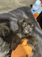 Baddy , a female Miniature Schnauzer for sale in Wayne, PA – Photo 10 of 10