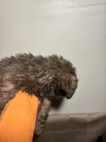 Baddy , a female Miniature Schnauzer for sale in Wayne, PA – Photo 2 of 10