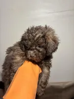 Baddy , a female Miniature Schnauzer for sale in Wayne, PA – Photo 4 of 10