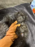 Baddy , a female Miniature Schnauzer for sale in Wayne, PA – Photo 9 of 10