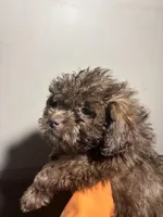 Baddy , a female Miniature Schnauzer for sale in Wayne, PA – Photo 6 of 10