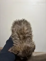 Princess , a female Miniature Schnauzer and Schnoodle for sale in Wayne, PA – Photo 5 of 6