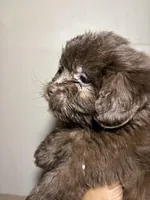 Princess , a female Miniature Schnauzer and Schnoodle for sale in Wayne, PA – Photo 3 of 6