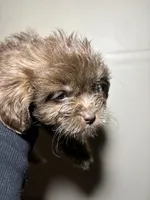 Princess , a female Miniature Schnauzer and Schnoodle for sale in Wayne, PA – Photo 2 of 6