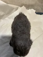 Dark Baby Boy, a male Poodle - Miniature  for sale in Wayne, PA – Photo 6 of 7