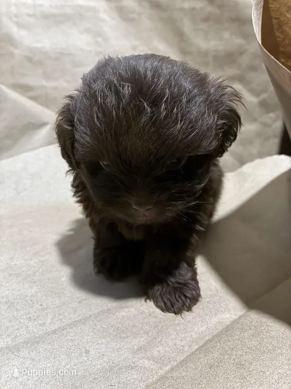 Dark Baby Boy – Poodle - Miniature  puppy for sale in Wayne, PA